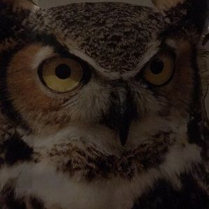 Meet your Posher, Illuminations29